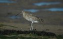Curlew