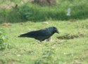 Eastern Race Jackdaw?