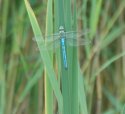 Emperor Dragonfly
