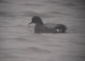 Falcated Duck