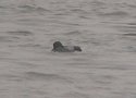 Falcated Duck