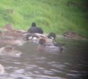 Falcated Duck