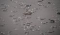 Glaucous Gull