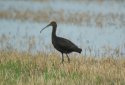Glossy Ibis
