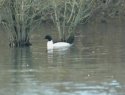 Goosander