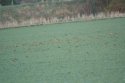 American Golden Plover - Honest its in there