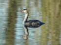 Great Crested Grebe