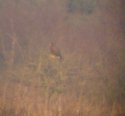 Harris Hawk