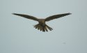 Kestrel