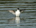 Little AUk