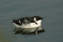 Little AUk
