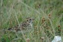 Lapland Bunting