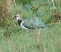 Lapwing