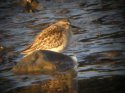 Least Sandpiper