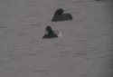 Lesser Scaup