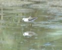 Marsh Sandpiper