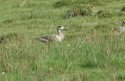 Marbled Duck