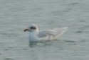 Med Gull