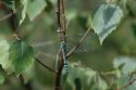 Migrant Hawker
