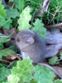 House Mouse