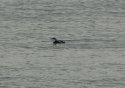 Long Billed Murrelett