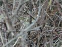 Pallas Warbler