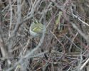 Pallas Warbler