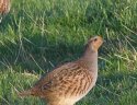 Grey Partridge