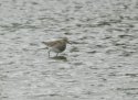Pectoral Sandpiper