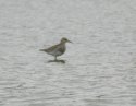 Pectoral Sandpiper