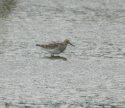 Pectoral Sandpiper
