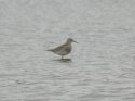 Pectoral Sandpiper