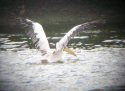 Great White Pelican