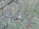Pied Flycatcher