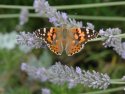 Painted Lady