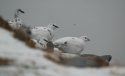 Ptarmigan