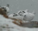 Ptarmigan