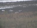 Red Breasted Goose - Not my best ever shot