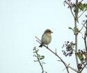 Red Backed Shrike