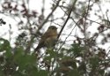 Red Flanked Bluetail