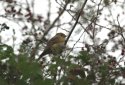 Red Flanked Bluetail