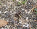 Frog (Red Form)