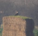 Rough Legged Buzzard