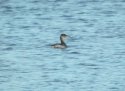 Red Necked Grebe