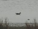 Red Necked Phalarope -  Honest!