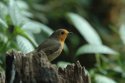 Robin