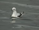Ross's Gull