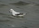 Ross's Gull