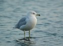 Ring Billed Gull
