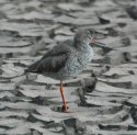 Redshank